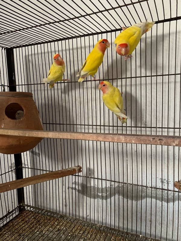 lovebird breeder pairs 1