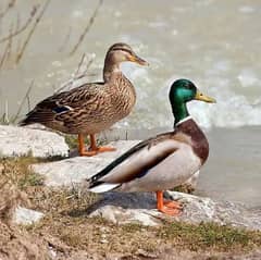 ducks