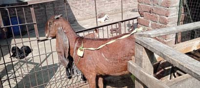 Nagri bakri with two male nagra baby