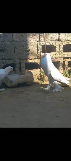 White pouter pigeons for sale in reasonable price breader pair 10000