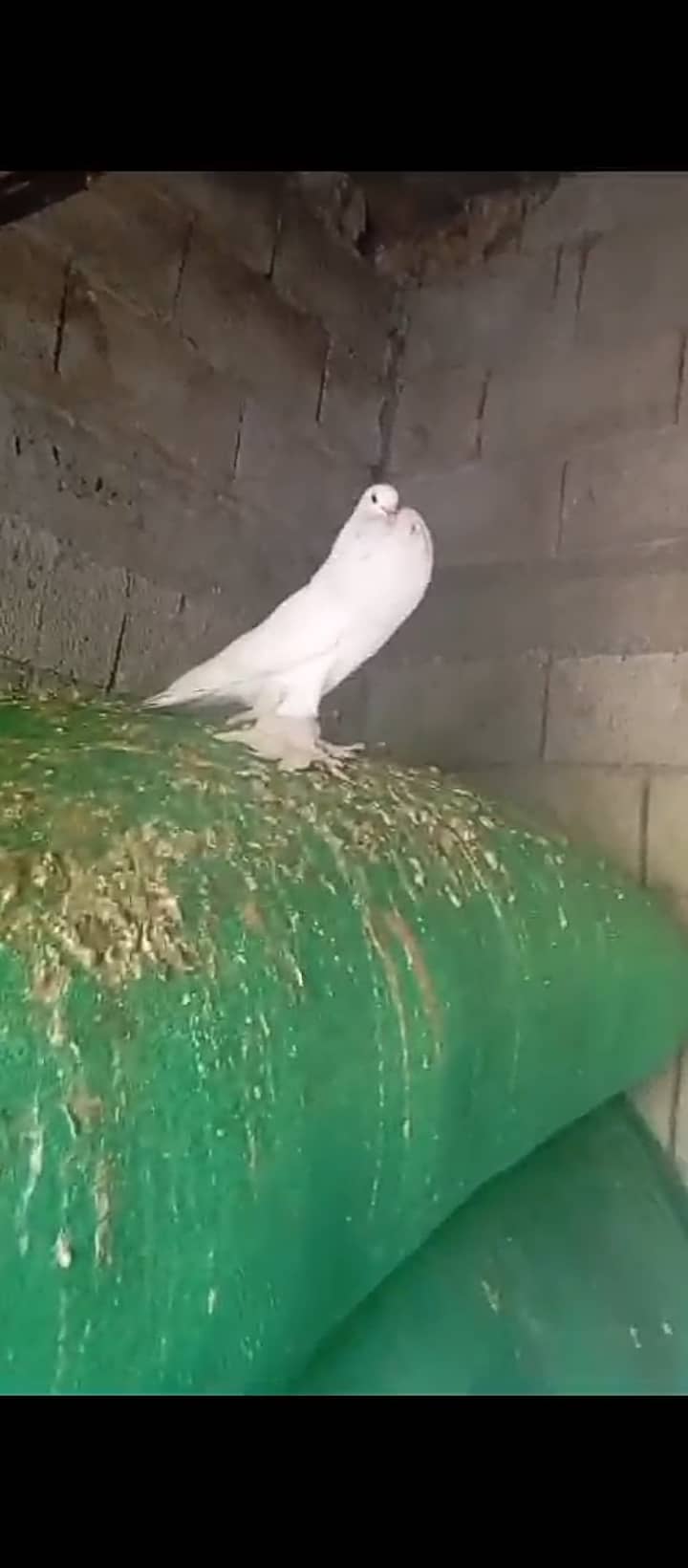 White pouter pigeons for sale in reasonable price breader pair 10000 1