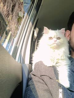 Persian Kittens Cat Male Triple Coated Fully Vacinated