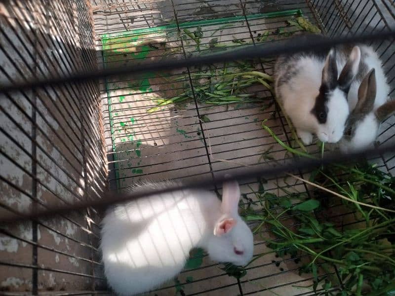 Trio Rabbits for Sale (1 red eyes 2 black eyes) 3