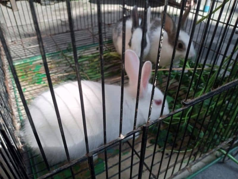 Trio Rabbits for Sale (1 red eyes 2 black eyes) 4