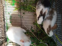 Trio Rabbits for Sale (1 red eyes 2 black eyes)