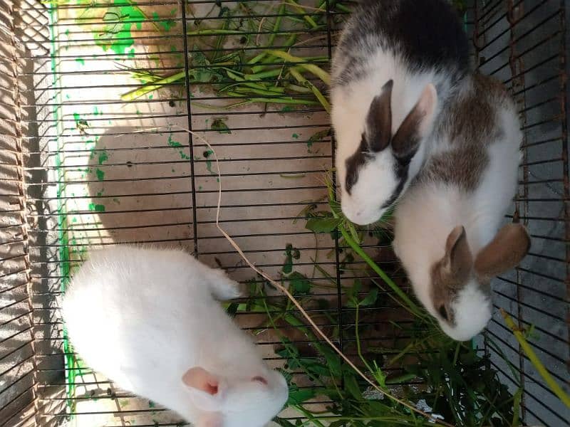 Trio Rabbits for Sale (1 red eyes 2 black eyes) 5