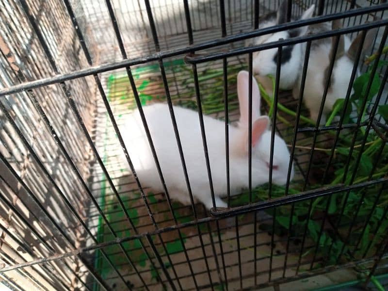 Trio Rabbits for Sale (1 red eyes 2 black eyes) 6