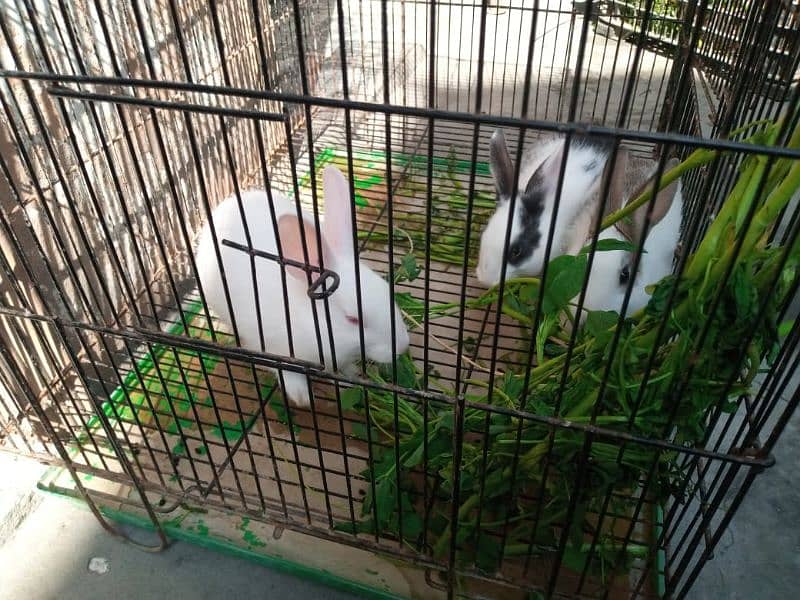 Trio Rabbits for Sale (1 red eyes 2 black eyes) 7