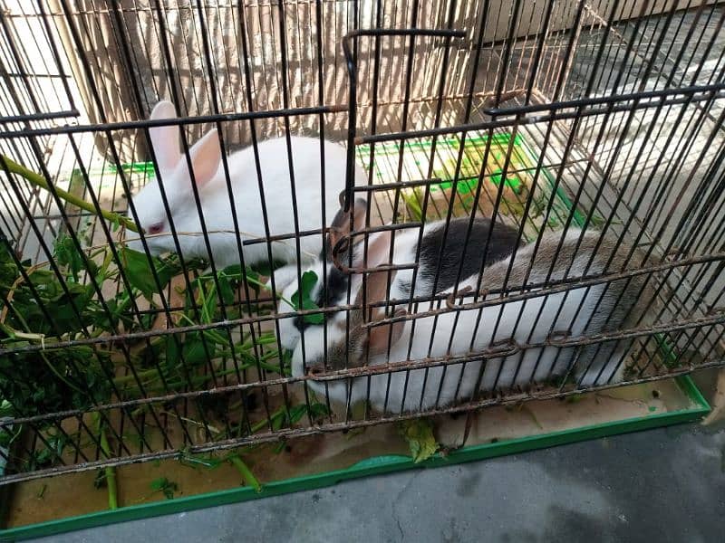 Trio Rabbits for Sale (1 red eyes 2 black eyes) 8