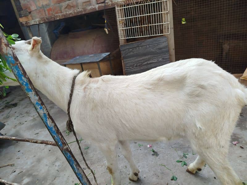 female goat healthy active 2