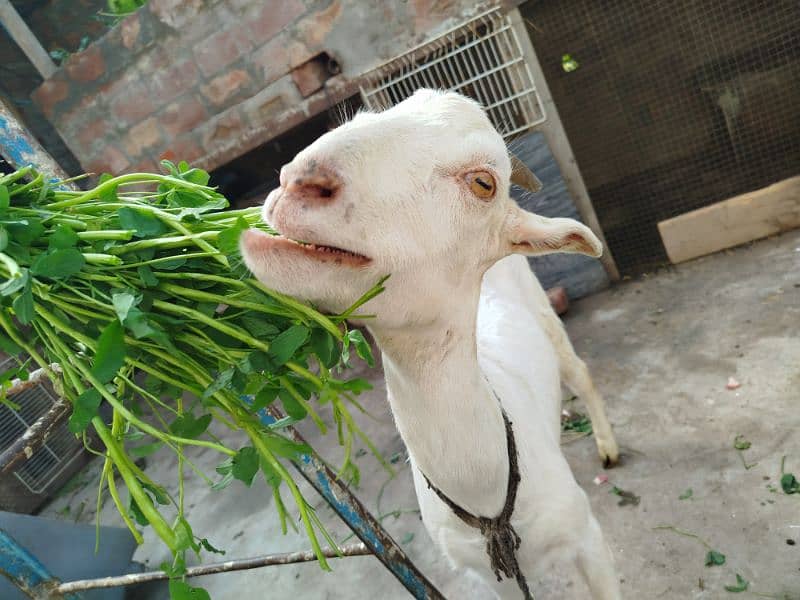 female goat healthy active 4