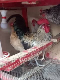 Daily Egg Lying Golden Misri Hens 03236612330