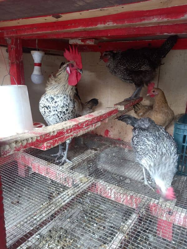 Daily Egg Lying Golden Misri Hens 03236612330 1