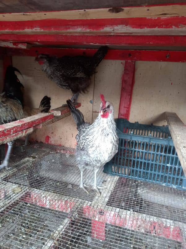 Daily Egg Lying Golden Misri Hens 03236612330 2