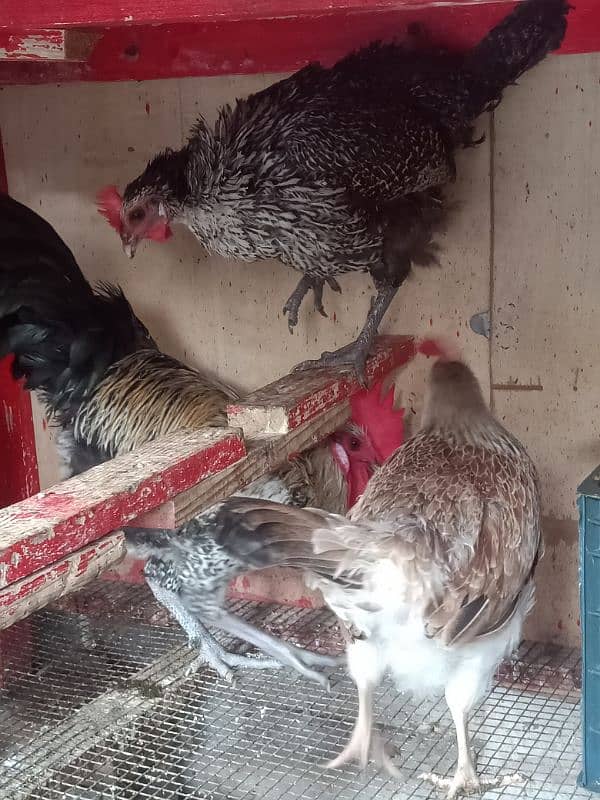 Daily Egg Lying Golden Misri Hens 03236612330 3