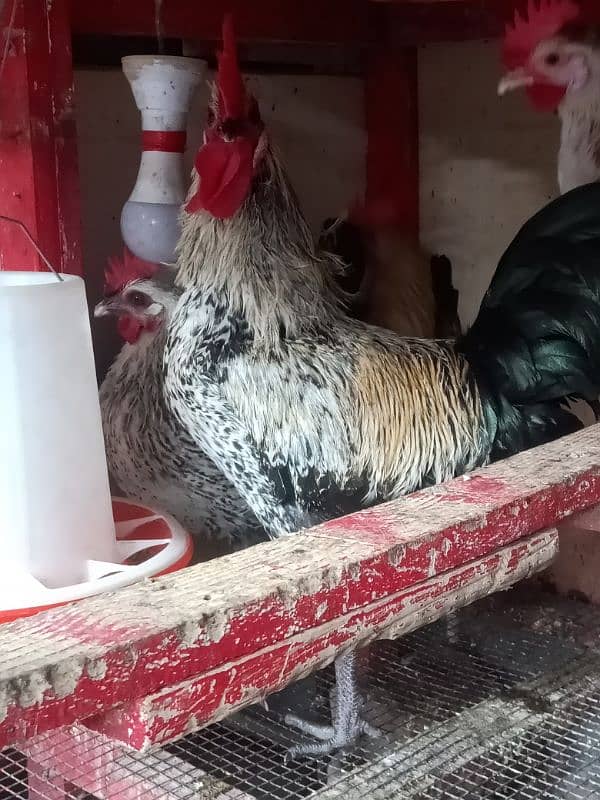 Daily Egg Lying Golden Misri Hens 03236612330 4