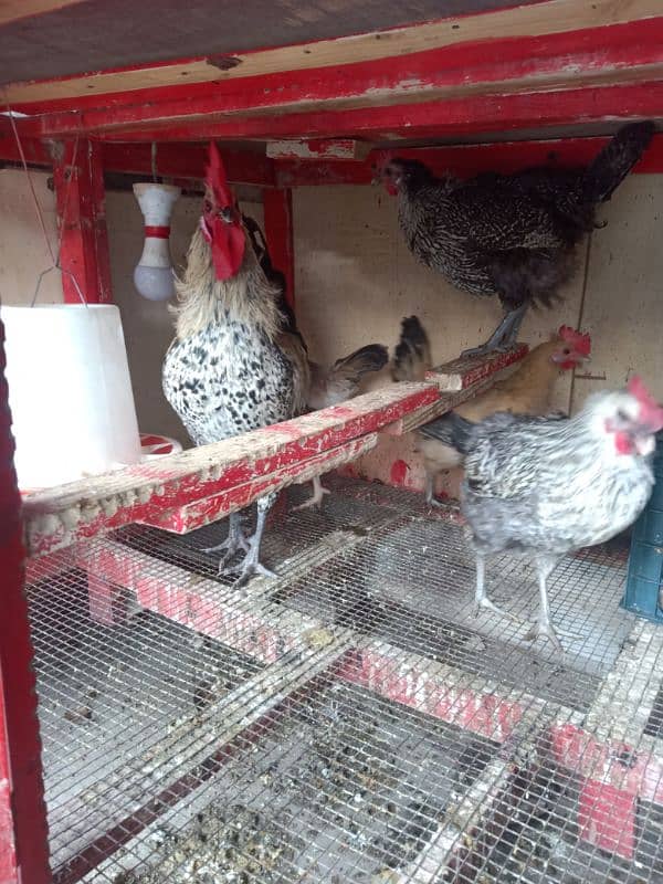 Daily Egg Lying Golden Misri Hens 03236612330 5