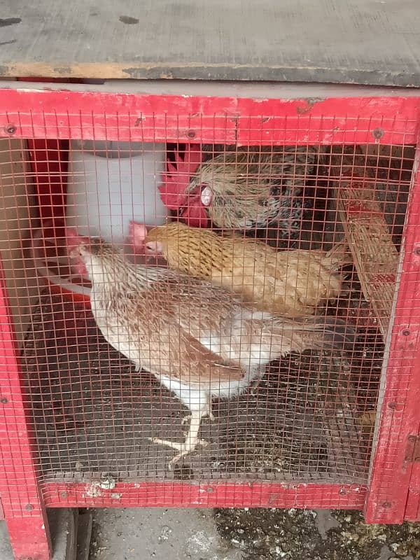 Daily Egg Lying Golden Misri Hens 03236612330 7