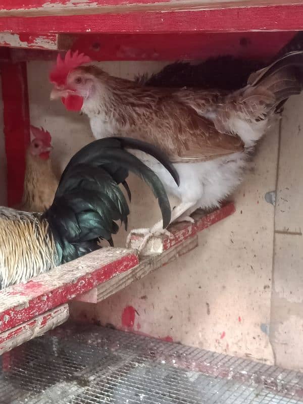 Daily Egg Lying Golden Misri Hens 03236612330 8