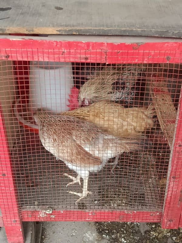 Daily Egg Lying Golden Misri Hens 03236612330 9