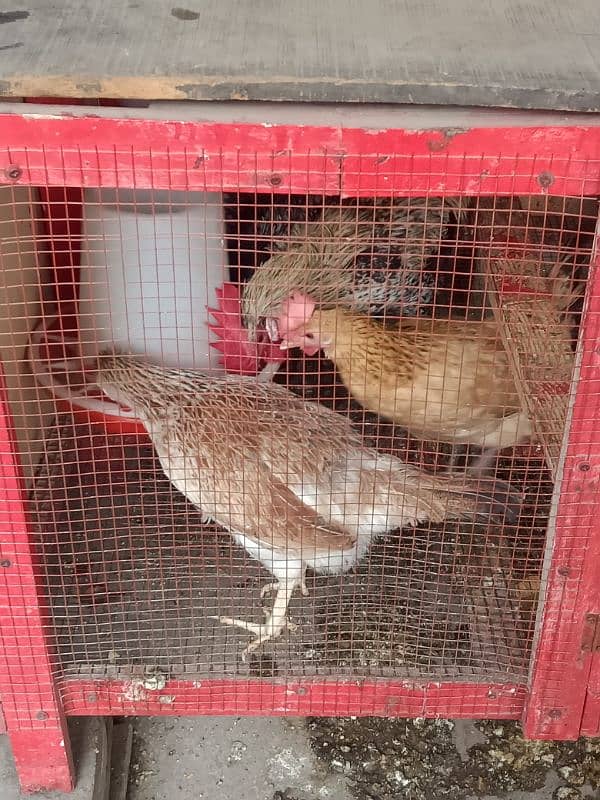 Daily Egg Lying Golden Misri Hens 03236612330 10