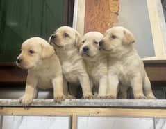 Labrador Pedigree pups