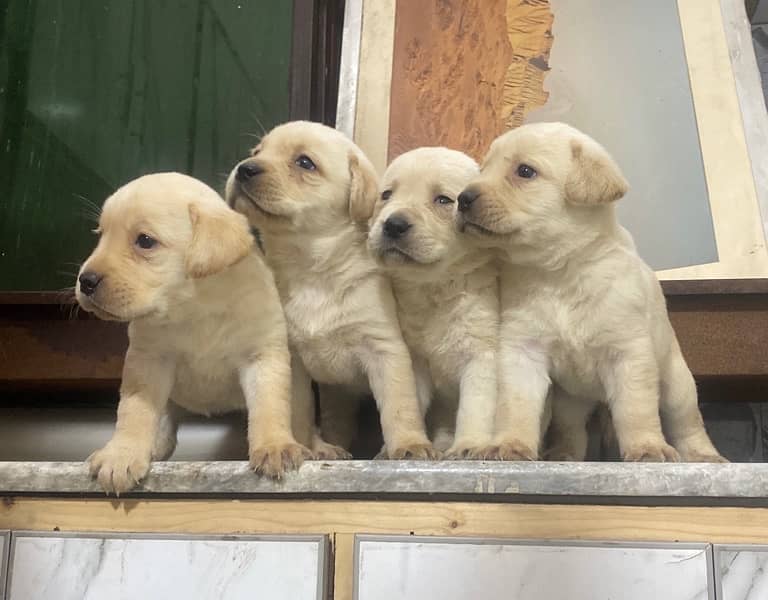 Labrador Pedigree pups 0