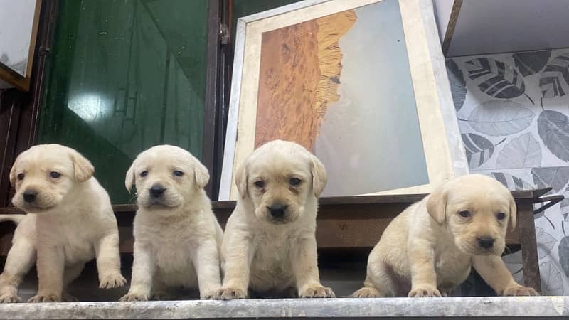 Labrador Pedigree pups 1