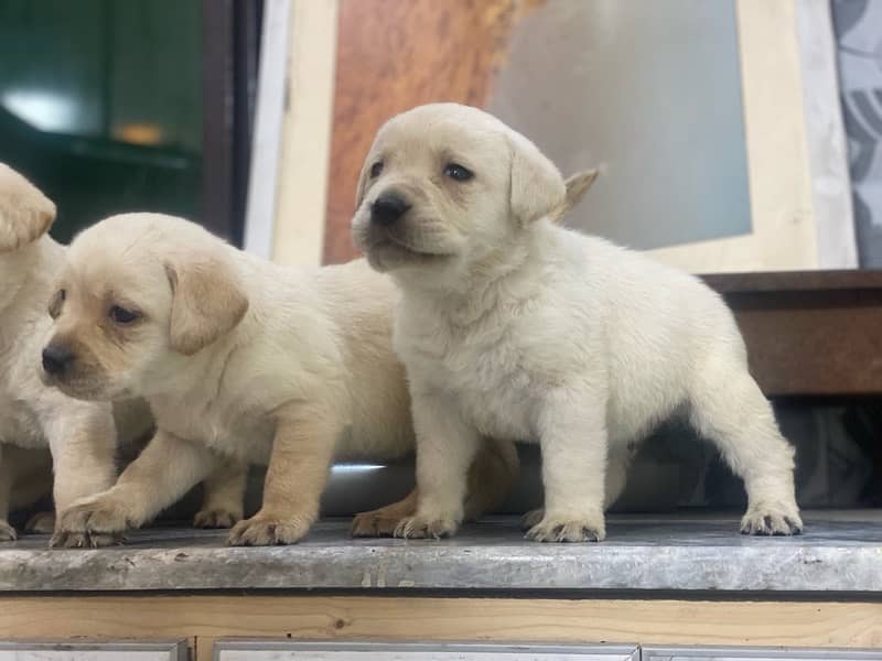 Labrador Pedigree pups 2