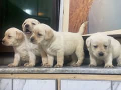 Labrador Pedigree pups