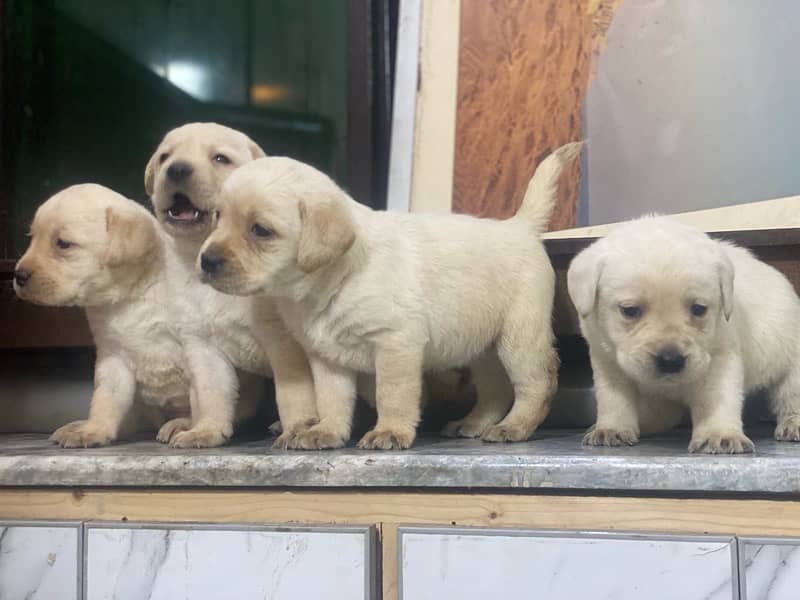 Labrador Pedigree pups 3