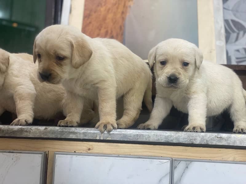 Labrador Pedigree pups 4