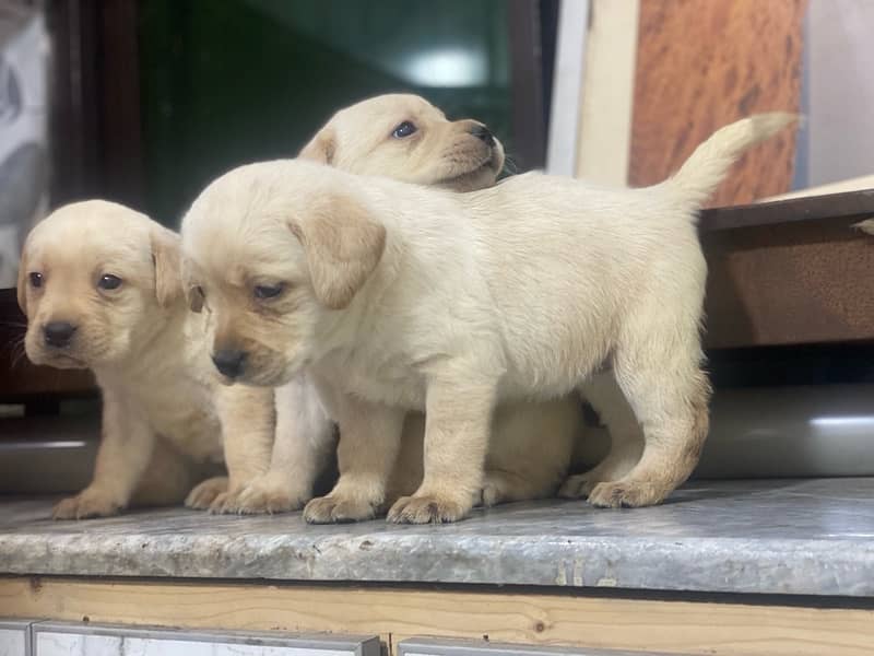 Labrador Pedigree pups 5