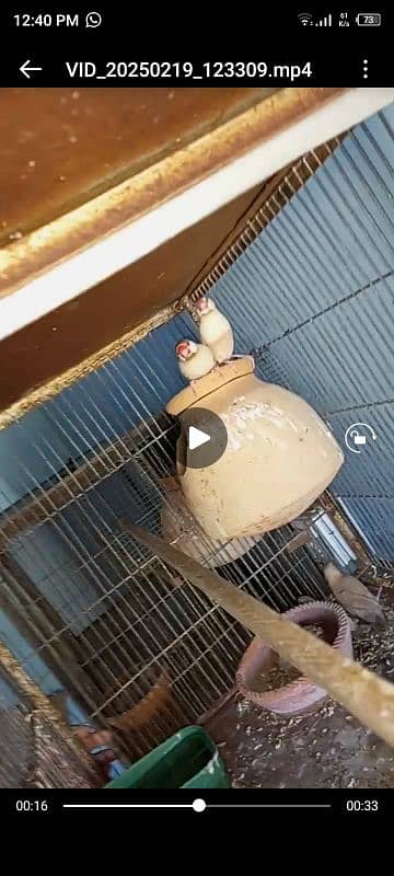 breeder pair of fawn java white java and mutation finch 0