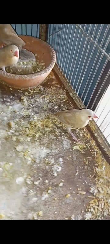 breeder pair of fawn java white java and mutation finch 1