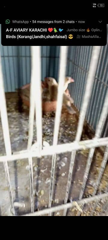 breeder pair of fawn java white java and mutation finch 2