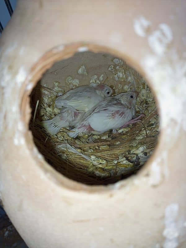 breeder pair of fawn java white java and mutation finch 5