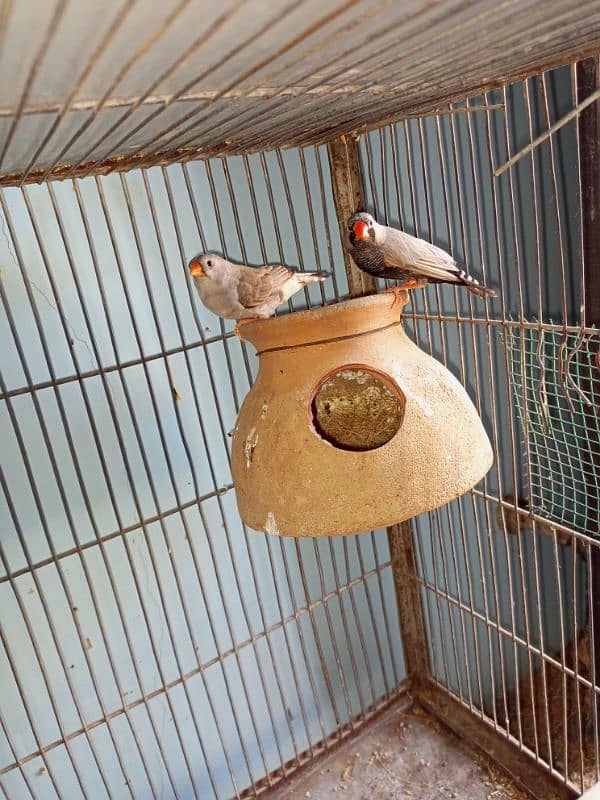 breeder pair of fawn java white java and mutation finch 7