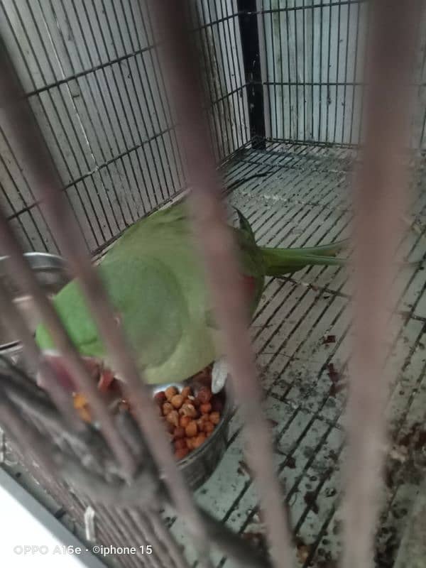 Raw Breedar pair male female b mil jay ge 7