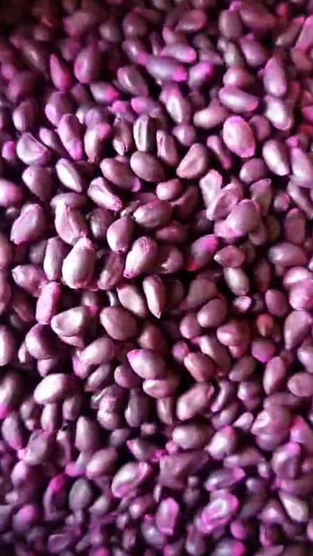 Cotton wheat seeds are available here at a very reasonable price. 4