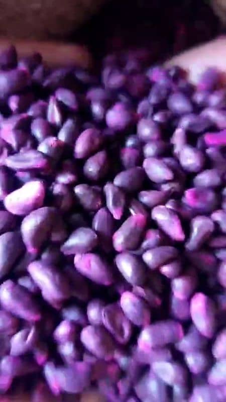 Cotton wheat seeds are available here at a very reasonable price. 5