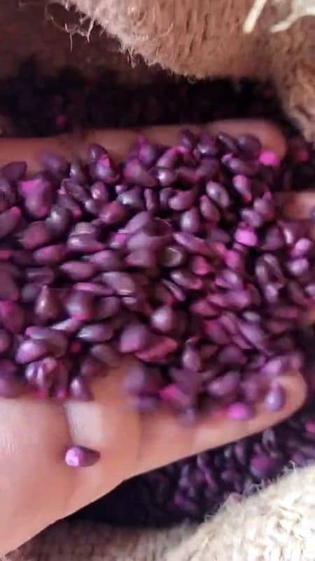 Cotton wheat seeds are available here at a very reasonable price. 7