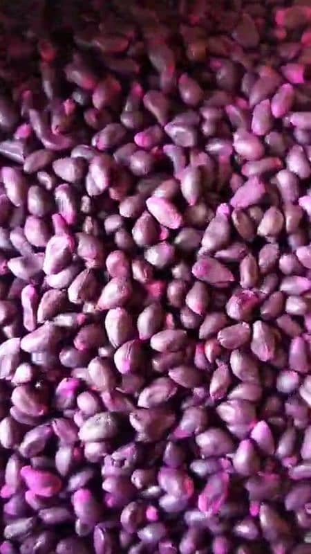 Cotton wheat seeds are available here at a very reasonable price. 11