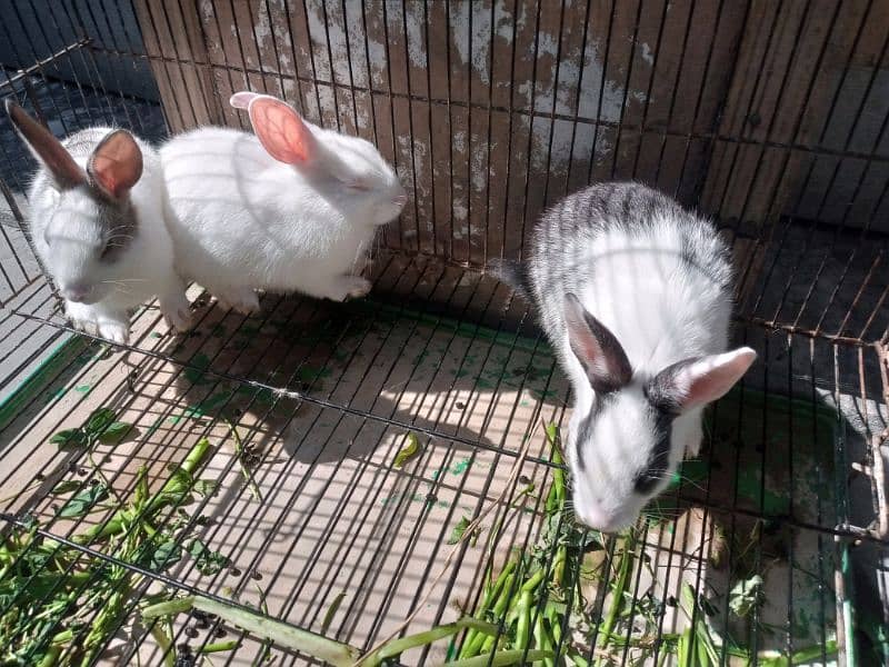 Trio Rabbits for Sale (1 red eyes 2 black eyes) 2