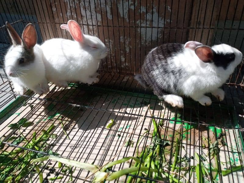 Trio Rabbits for Sale (1 red eyes 2 black eyes) 1