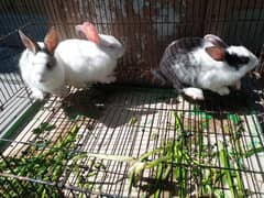 Trio Rabbits for Sale (1 red eyes 2 black eyes)