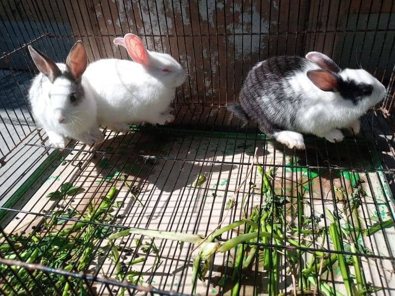 Trio Rabbits for Sale (1 red eyes 2 black eyes) 0