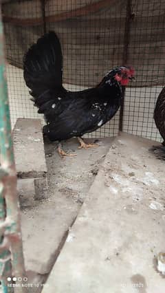 Japanese bantam female 7 months