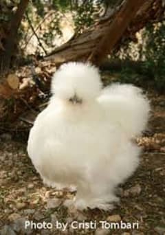 chicks available White Sultan Silki Mottled Porcelain Bantam Polish