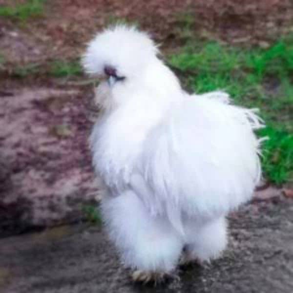 chicks available White Sultan Silki Mottled Porcelain Bantam Polish 1